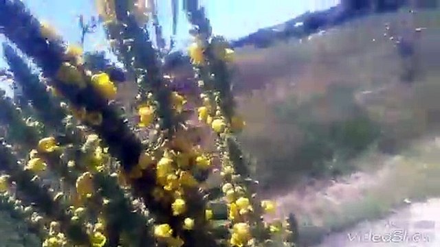 Sığır kuyruğu bitkisinin otunun faydaları yararları sığır kuyruğu bitkisinin otunun çayının faydalar