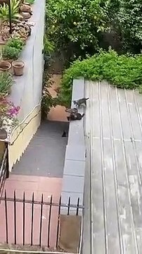 Mãe gata ajuda filhote que não conseguia subir as escadas