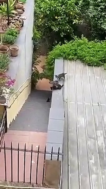 Mãe gata ajuda filhote que não conseguia subir as escadas