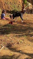 Quick-Witted Collie Flings Dirt Back