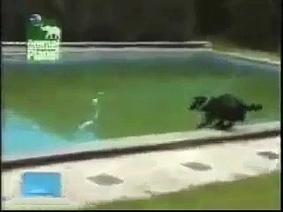 The smartest dog in the world   ♉ You won't believe what it does