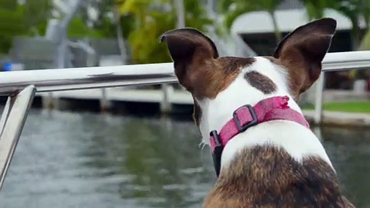 Dog on Boat