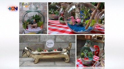 mqn-Terrarios perfectos para dar vida a la casa -090620