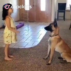 The dog is very smart