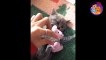Funny Cats Videos -  Funniest And   Cats and Dogs- Try Not To Laugh !!!