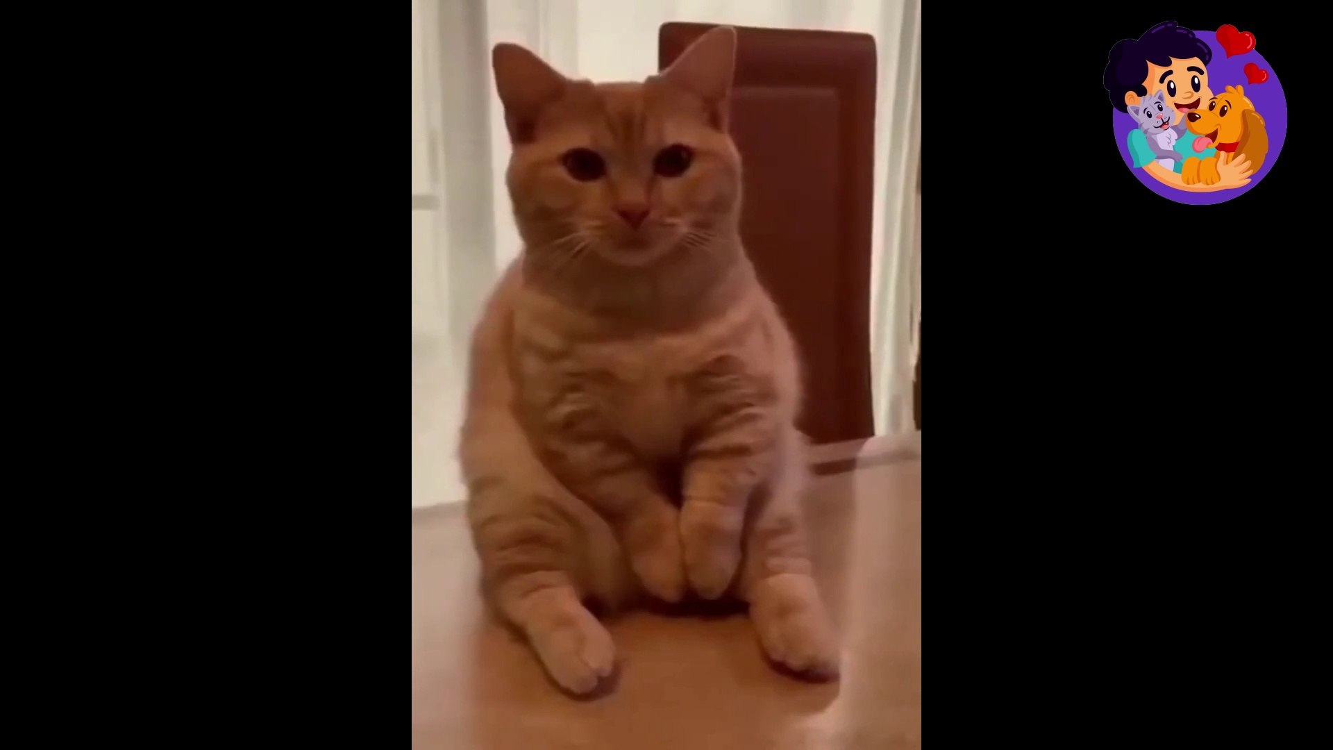 Funniest Scared Cat Video Compilation - video Dailymotion