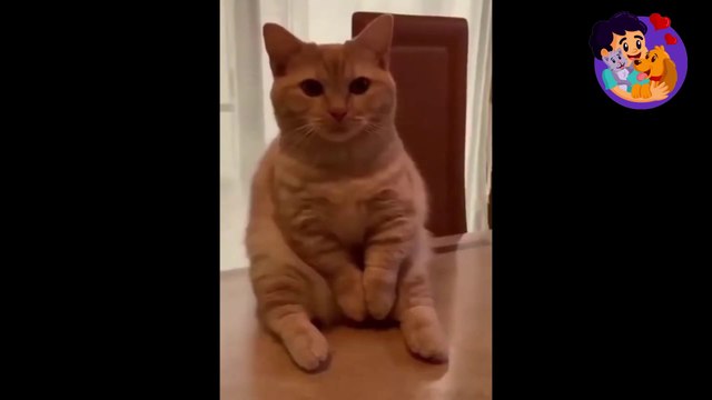 Funny Cats Videos - Funniest And Cats and Dogs- Try Not To Laugh !!! #3