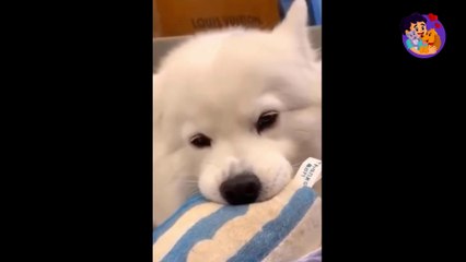 Funny Dogs Videos -  Funniest Dogs Ever - Try Not To Laugh !!! #4