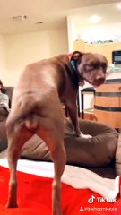 Pitbull Shaking it for Some Treats