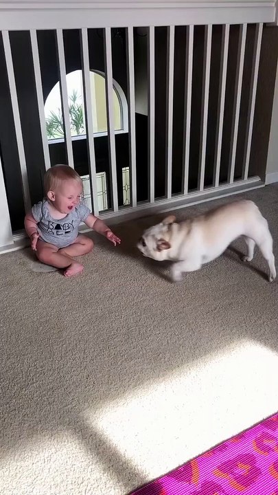 French Bulldog Playing with Baby Sister