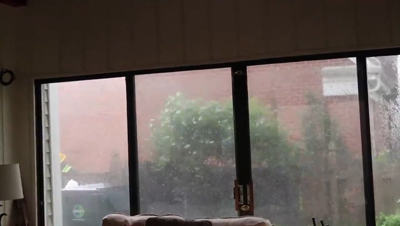 Gusty winds bring down trees in Illinois