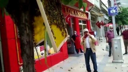 Caddedeki ağaca oğul veren arılar şaşkınlık yarattı