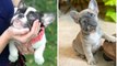 20  Cute French Bulldog Puppies You Wanna Take Home Part #2 _ Bulldog Awesome - Cute Dog Video