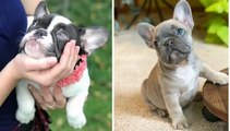 20  Cute French Bulldog Puppies You Wanna Take Home Part #2 _ Bulldog Awesome - Cute Dog Video