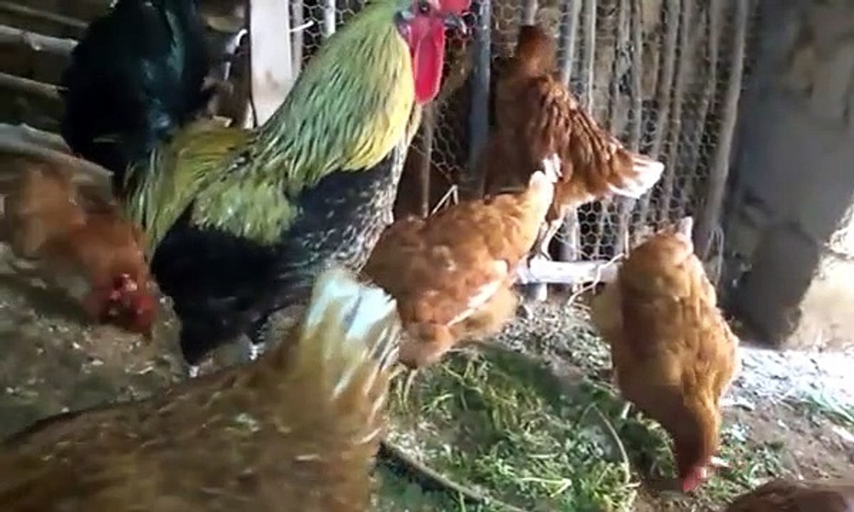 Horoz tavuk ciftlesmesi horoz tavuk sesleri denizli horozu otusu tavuk sesleri