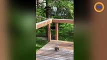 Un écureuil joue au funambule pour attraper une arachide sur un fil