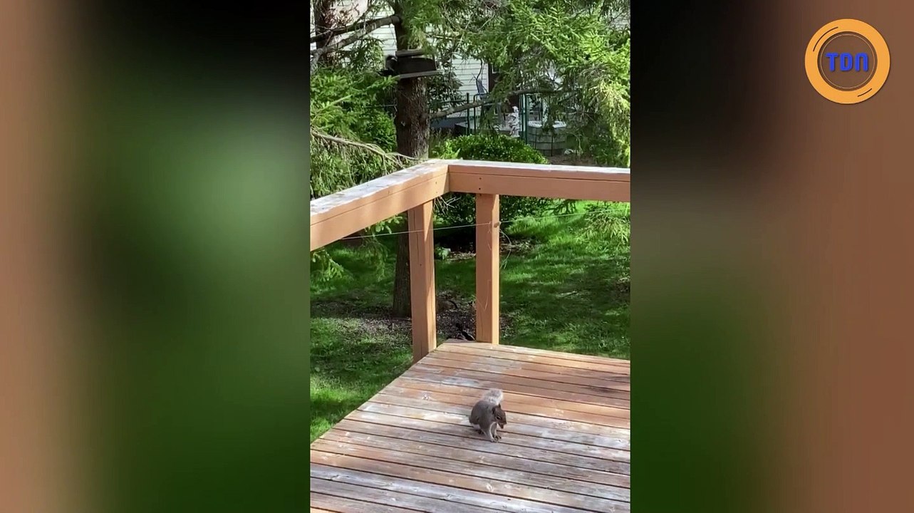 Un écureuil joue au funambule pour attraper une arachide sur un fil