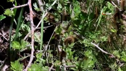 Sivas'ta tırtıl istilası, vatandaşlar tedirgin