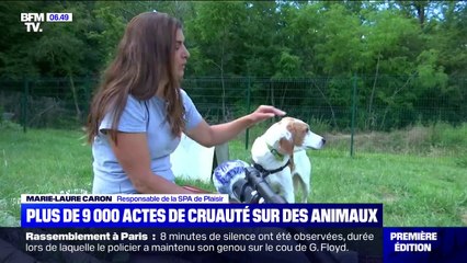 En un an, plus de 9000 actes de cruauté sur des animaux ont été décomptés