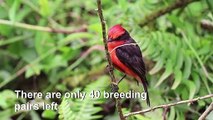 Six endangered vermilion flycatcher birds born in Ecuador's Galapagos