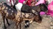 पैंथर ने किया बकरियों का शिकार, गांव में भय का माहौल