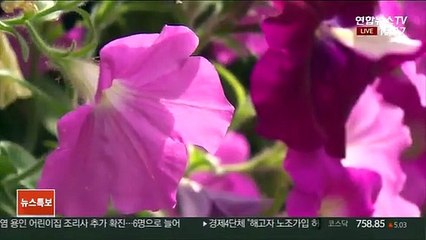 Download Video: [날씨] 오늘까지 폭염 지속…제주 이른 장마 시작