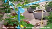 Gardening and Plantation at Roof - Kitchen Garden - How to grow Vegetables at Home