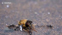 Ants team up and defeat relatively giant wasp in UK