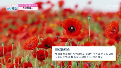 천연 항생제 ❛□□□□□❜ 면역력 증강에 도움