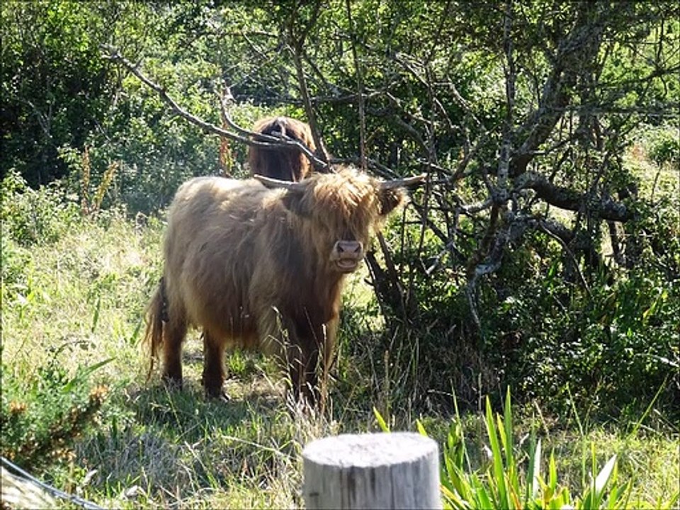 Vaches
