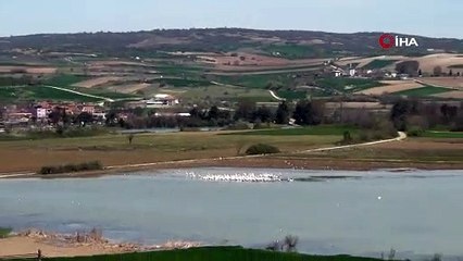 Pelikan ve leylekler Boğazköy Barajı’nı mesken tutu
