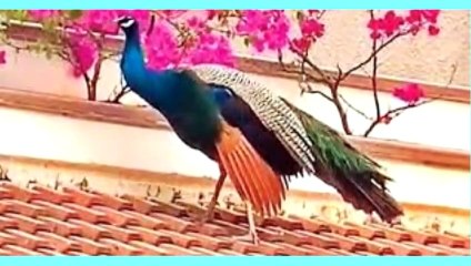 Roaming  Animals   and Birds on Road in Lock down