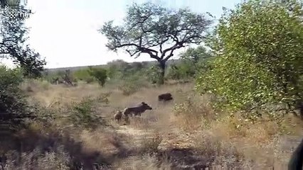 Mother warthog protects her vulnerable baby from hungry hyena