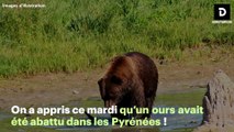 L'État porte plainte après la mort d'un ours, tué par balles en Ariège