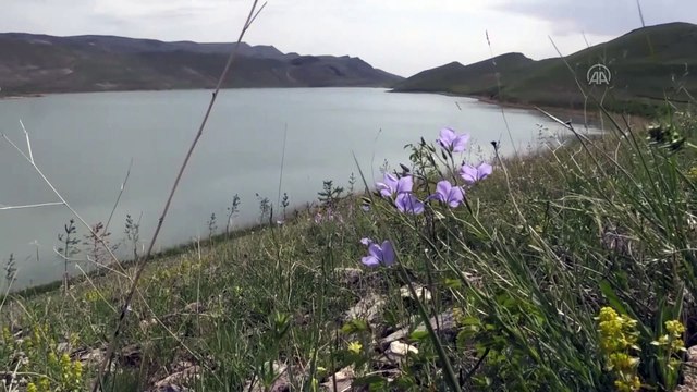 'Kuş cenneti' Deniz Gölü, eşsiz güzellikleriyle keşfedilmeyi bekliyor - KARS