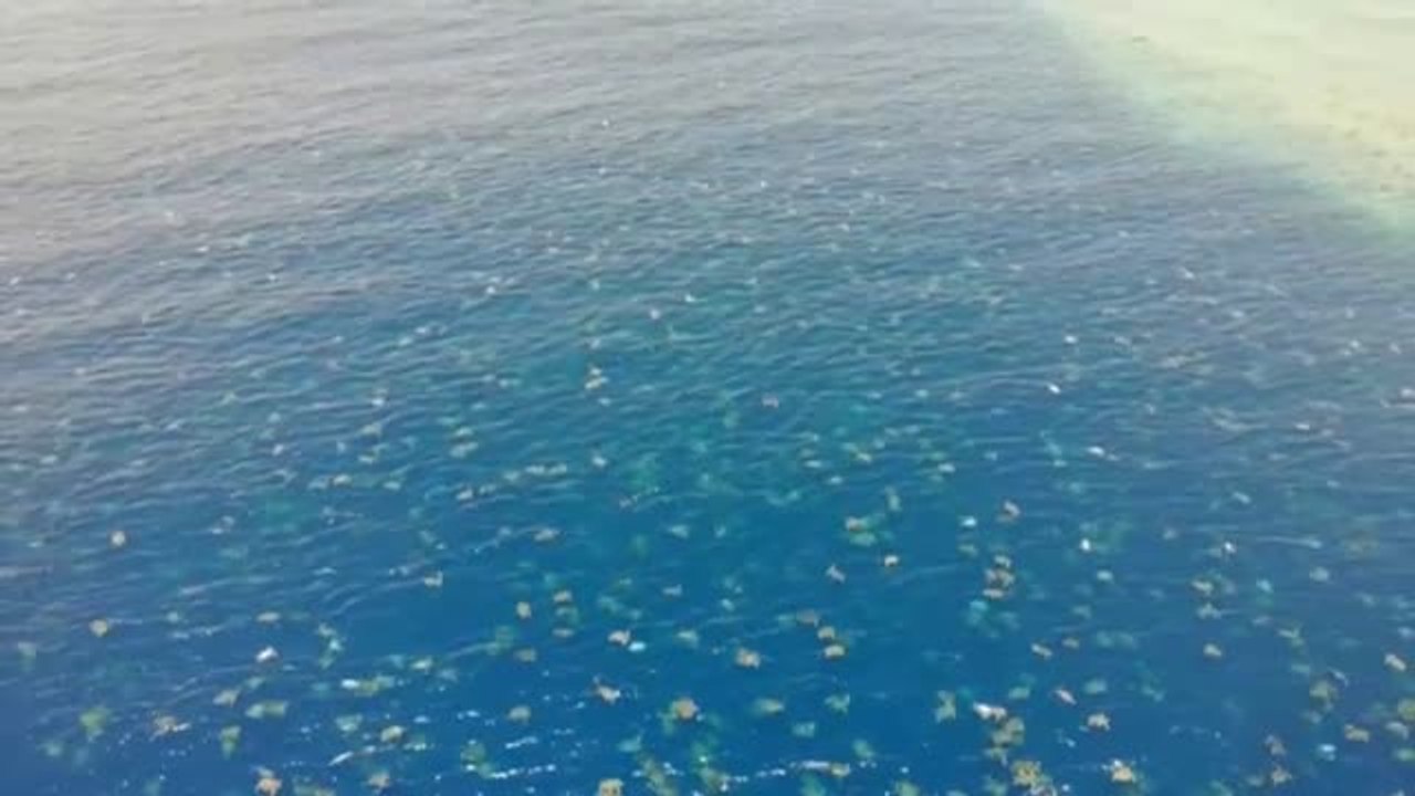 Miles de tortugas llegan a las playas de Australia para desovar