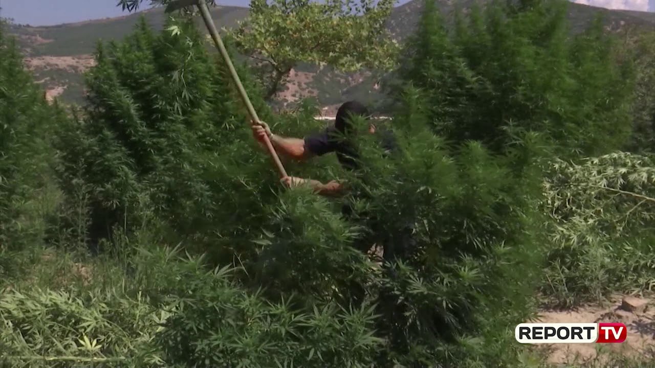 Kanabisi me llampa/ Veliu: OSHEE të kontrollojë konsumet e dyshimta të energjisë elektrike (LETRA)