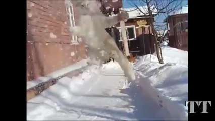 Cat and snow.Cat Spraying No Moreat