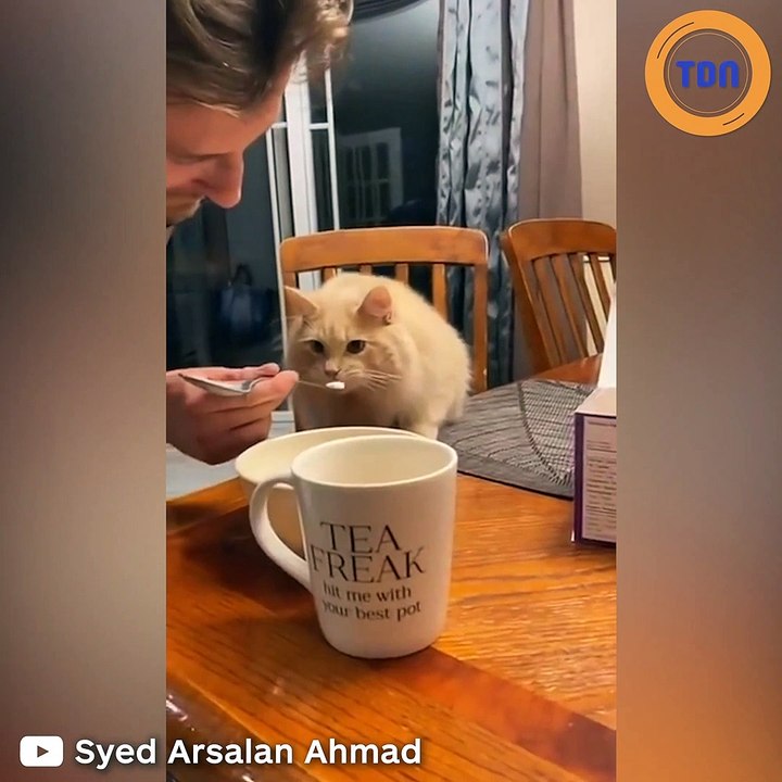 La réaction hilarante de ce chat qui mange une glace !
