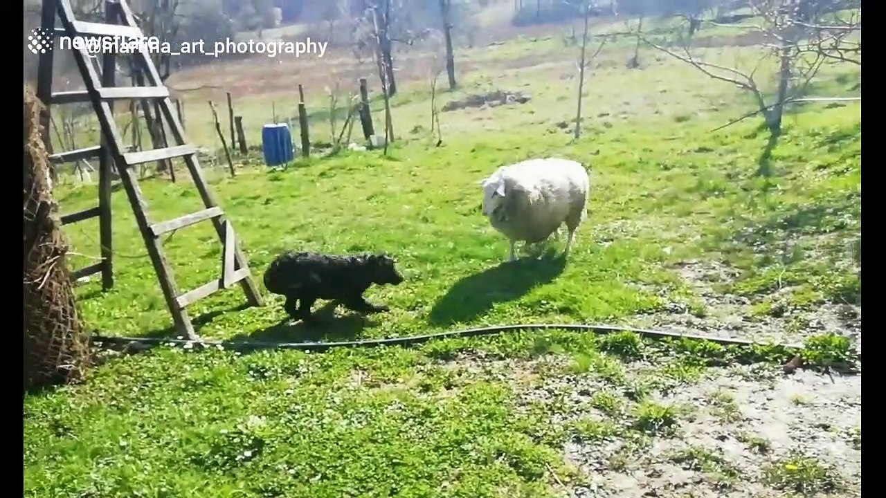 Unlikely friends! Sheep and dog become besties in Croatia