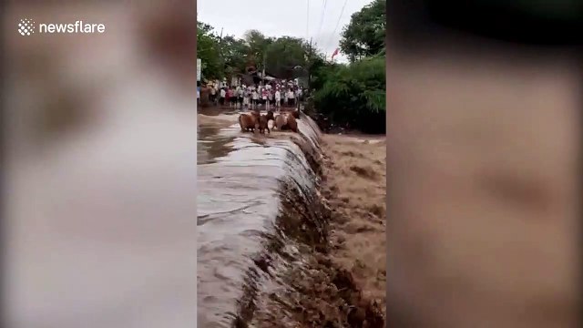 Shocking moment herd of cattle swept away by rising water level in western India