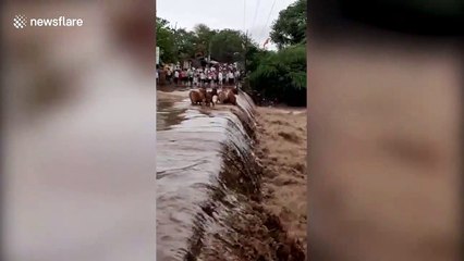 Shocking moment herd of cattle swept away by rising water level in western India