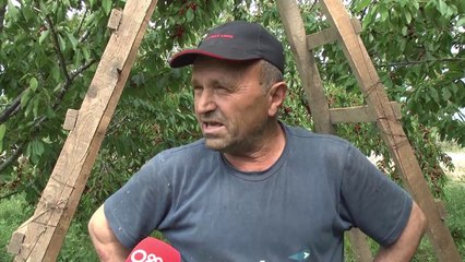 Plantacionet e qershive në Korçë, mundësi punësimi pas kufizimit të emigracionit drejt Greqisë