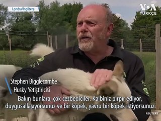 İngiltere’de Yavru Köpeklere Talep Arttı