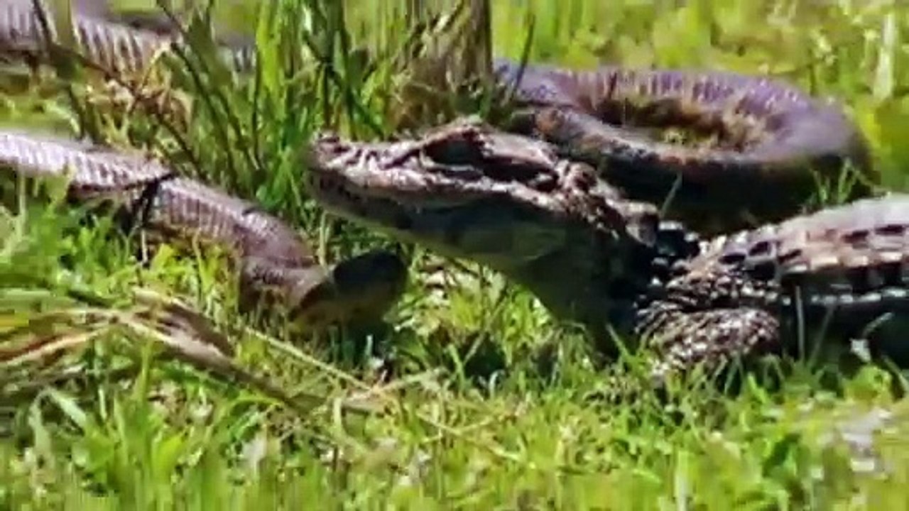 Crocodile vs Anaconda