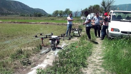 Çorumlu çiftçiler çeltik tarlalarını drone’larla ilaçlıyor