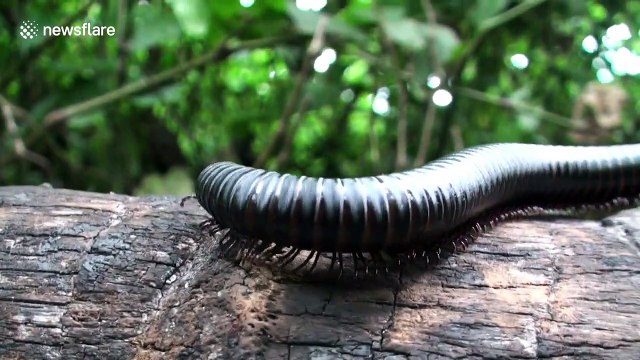 Giant African millipede crawls across log like a 'mini Mexican wave'