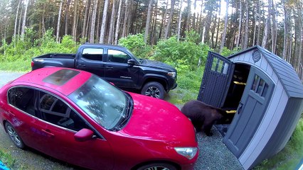 Bear Searches Shed for Snacks