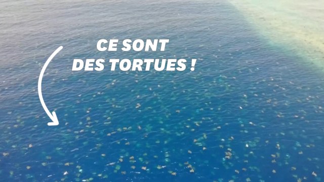 La nurserie de la Grande barrière de corail est encore plus grande que ce qu'on imaginait