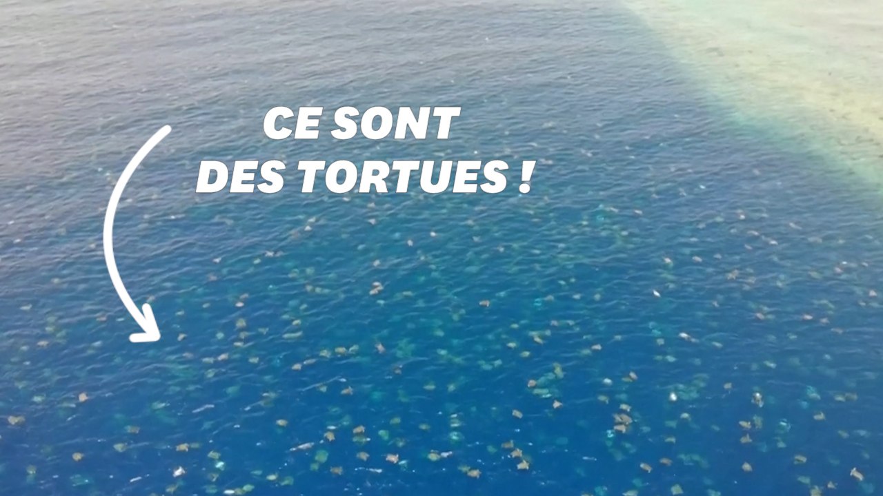 La nurserie de la Grande barrière de corail est encore plus grande que ce qu'on imaginait